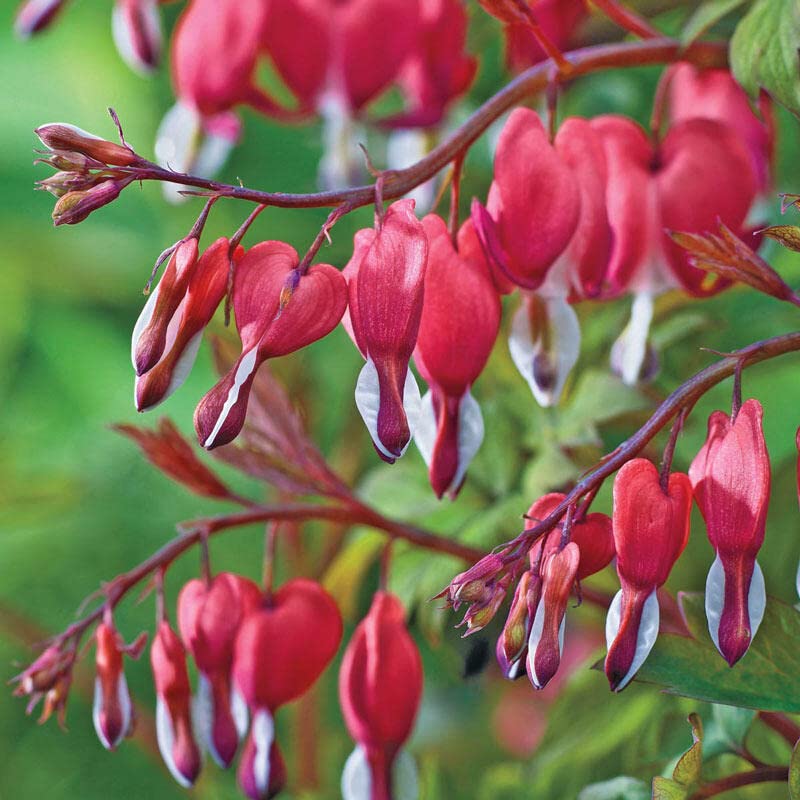 Calceolaria Dicentra flower seeds