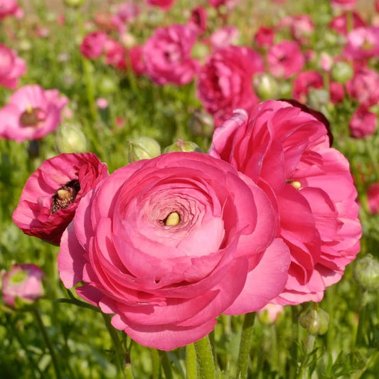 Baby Pink flower seeds