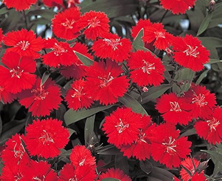 Burgundy Dianthus flower seeds