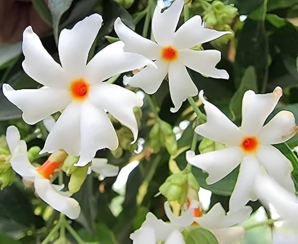 Coral Jasmine flower seeds