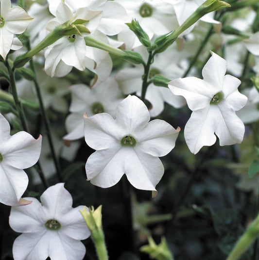 White Nicotiana flower seeds
