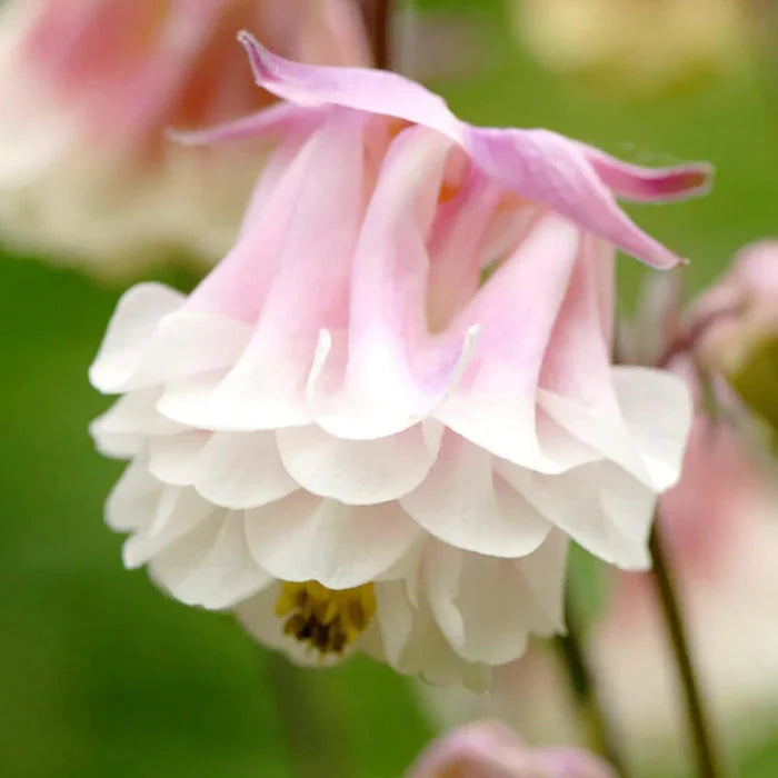 Pink and White Petticoat Flower Seeds for Planting – Heirloom Non-GMO Garden Seeds