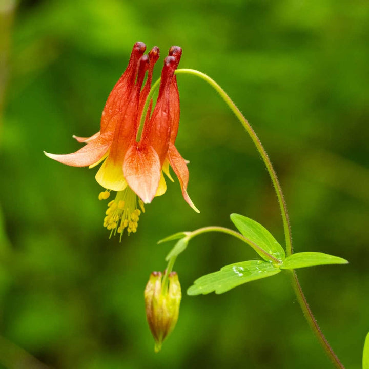 Orange Columbine flower seeds