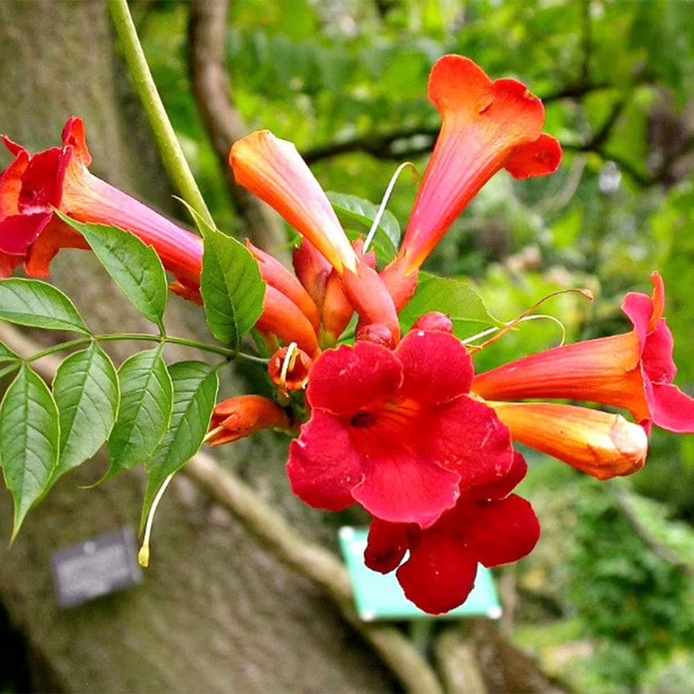 Red Trumpet Vine plant