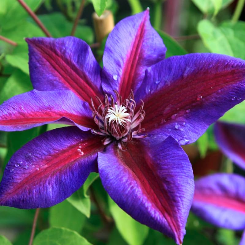 Red Purple flower seeds
