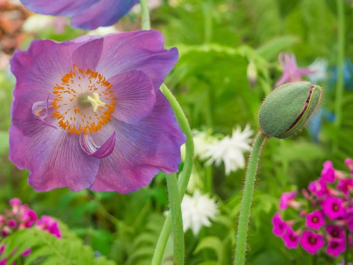 Himalaya Mohn flower seeds