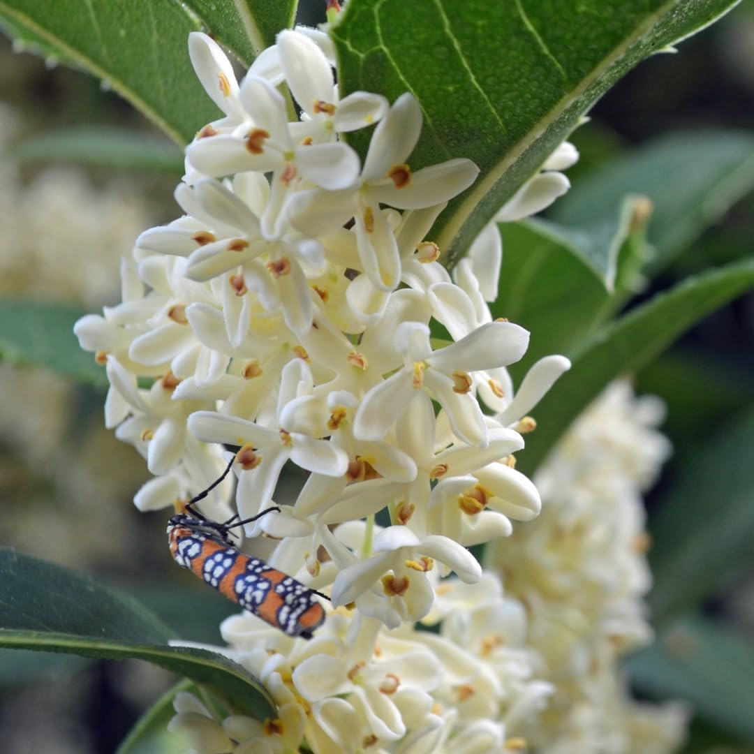 Osmanthus flower seeds