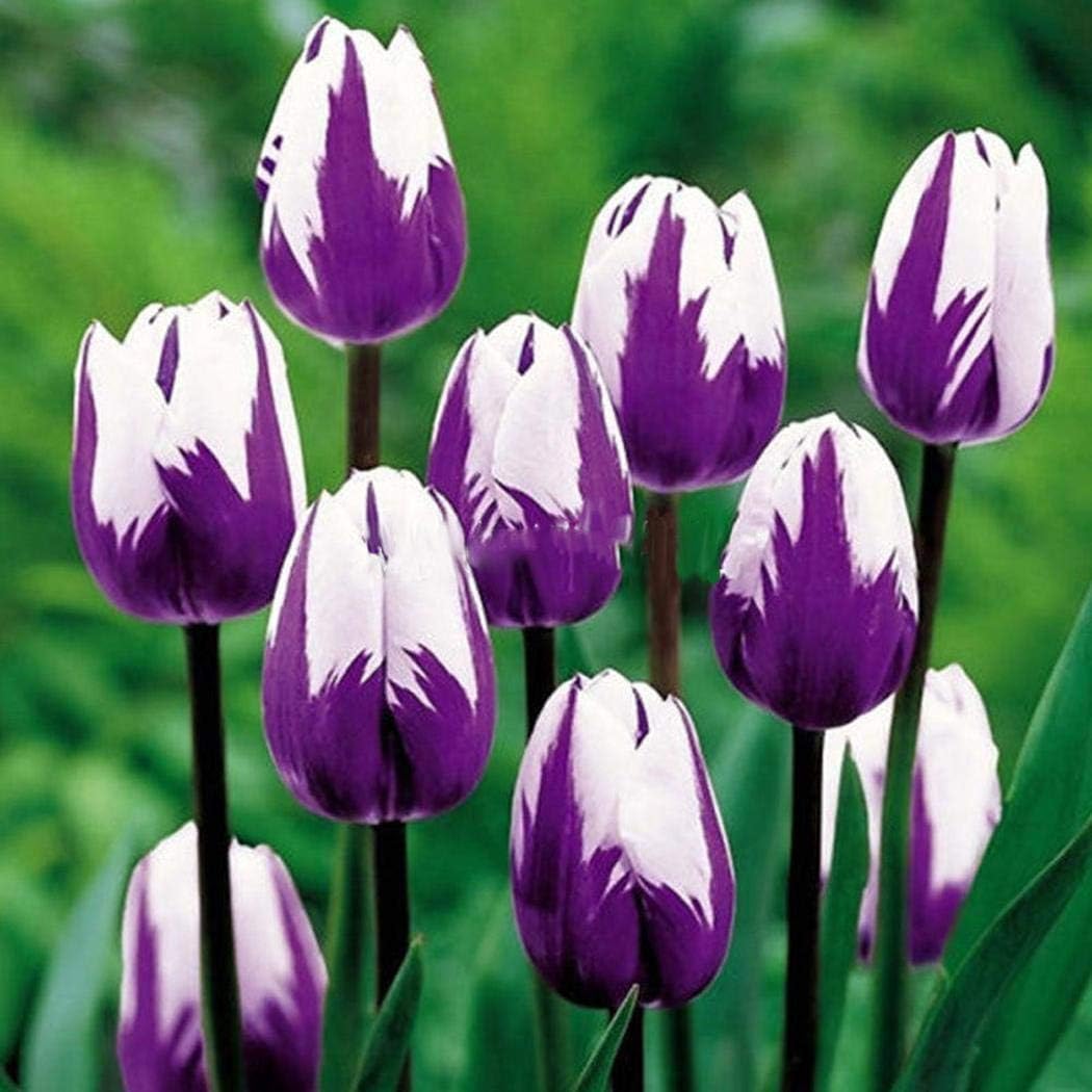 White Purple flower seeds