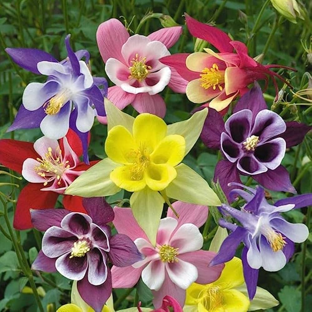 Columbine flower seeds