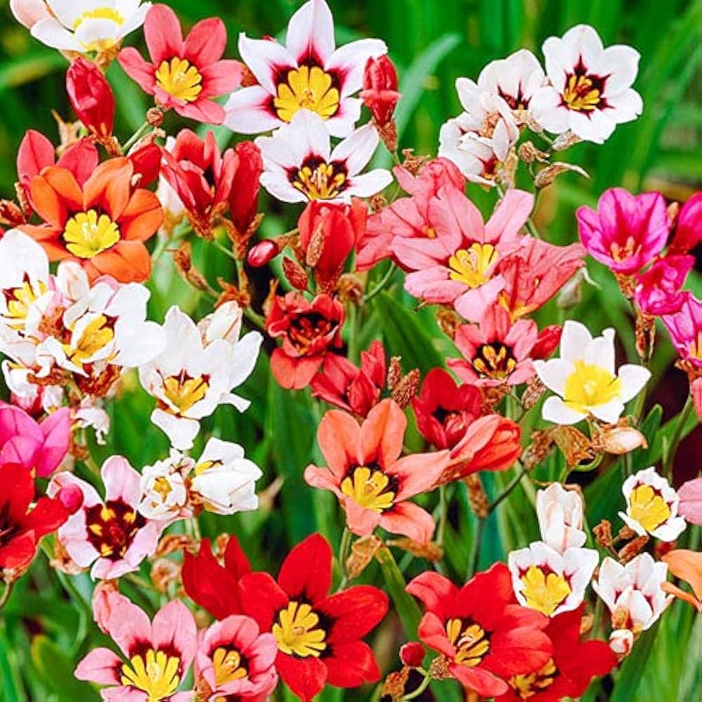 Sparaxis flower seeds