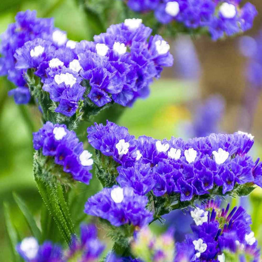 Blue River flower seeds