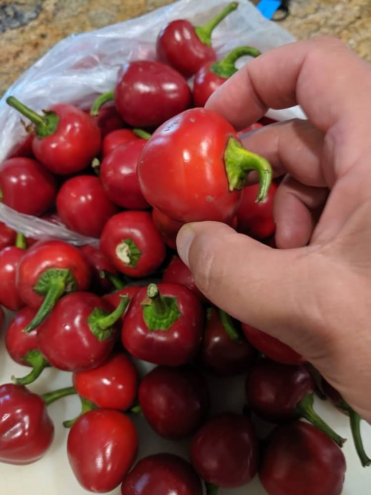 Pimento Pepper Vegetable Seeds for Planting – Heirloom Non-GMO Garden Seeds