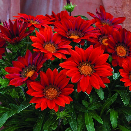 Talent Reds flower seeds