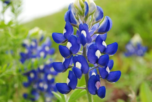 Bluebonnet flower seeds