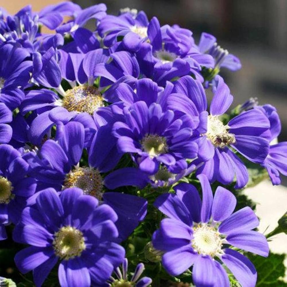 Cineraria flower seeds