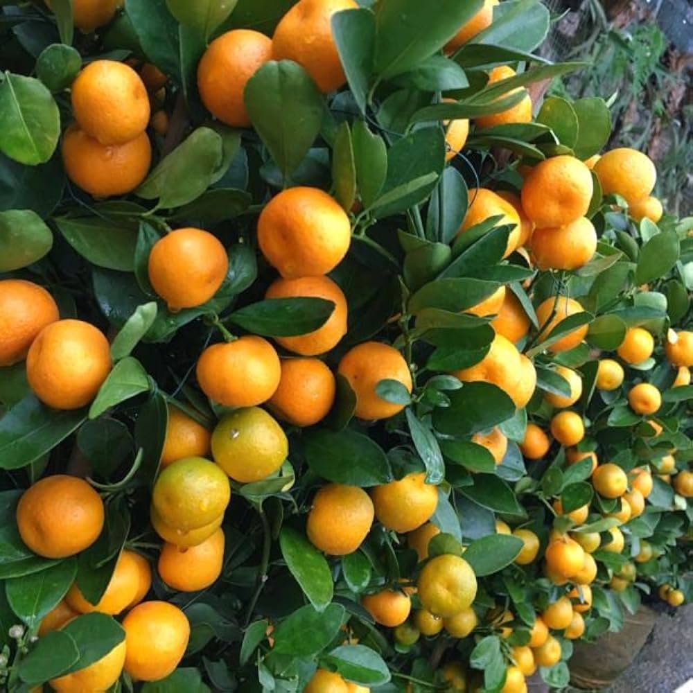 Miniature Orange Tree Seeds for Planting – Citrus Tree for Home Gardens & Containers