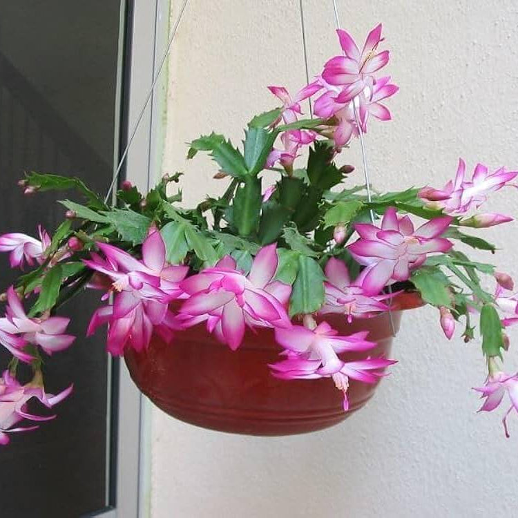 Christmas Zygocactus plant