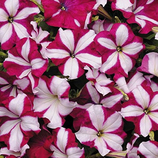 Star Burgundy flower seeds