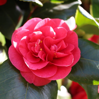 Gloxinia Sinningia flower seeds
