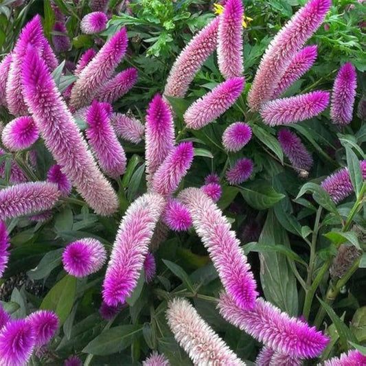 Pink Celosia flower seeds