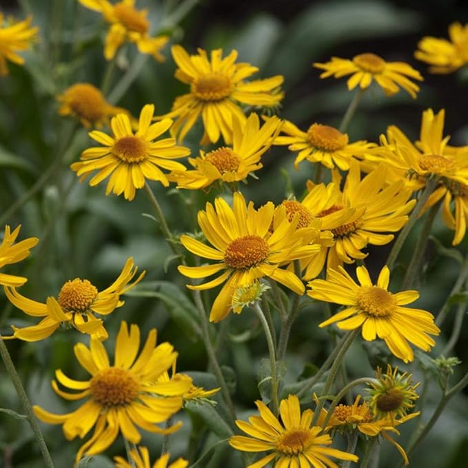 Golden Helenium flower seeds