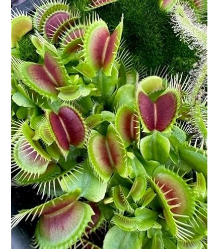 Pink Green flower seeds