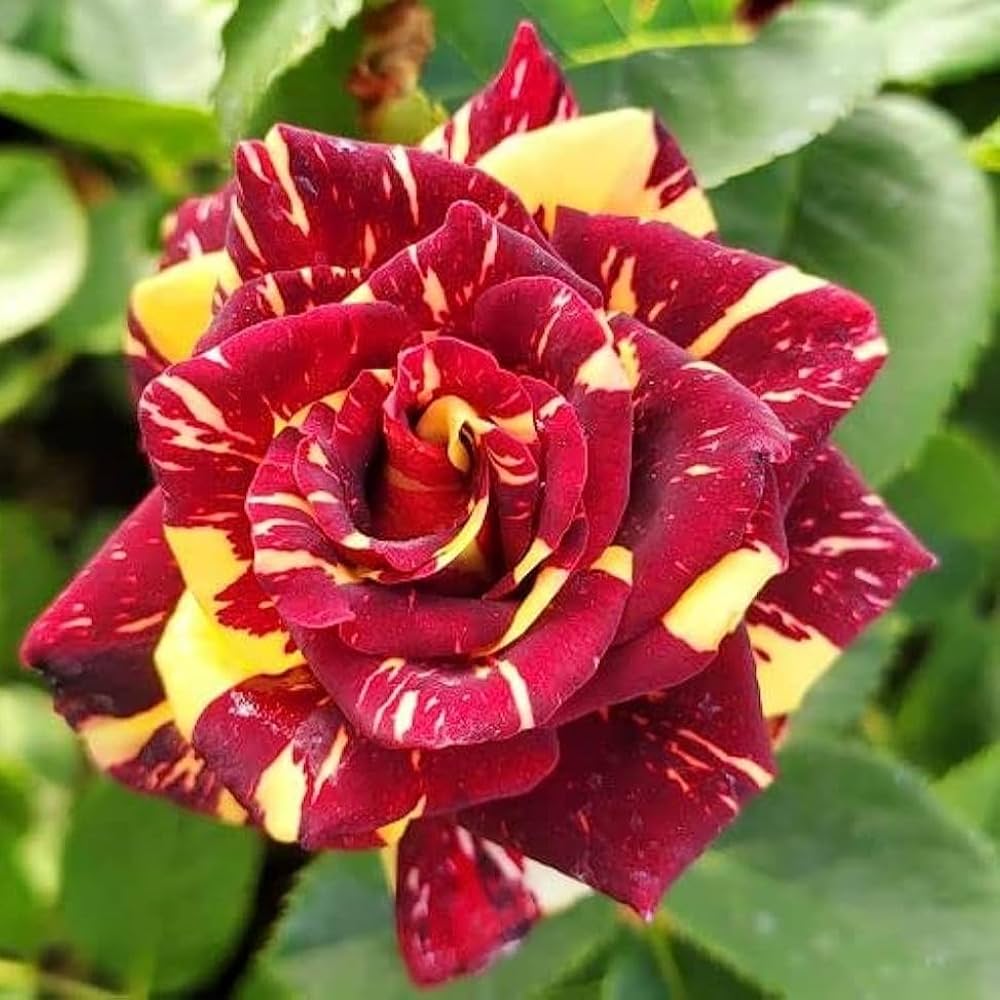 Red Yellow flower seeds
