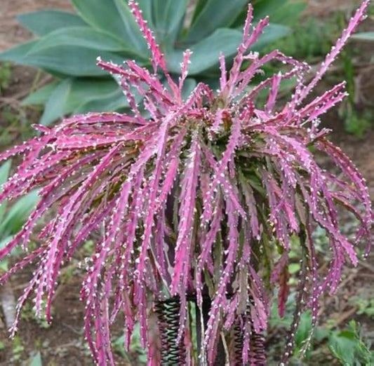 Violet Lepismium flower seeds