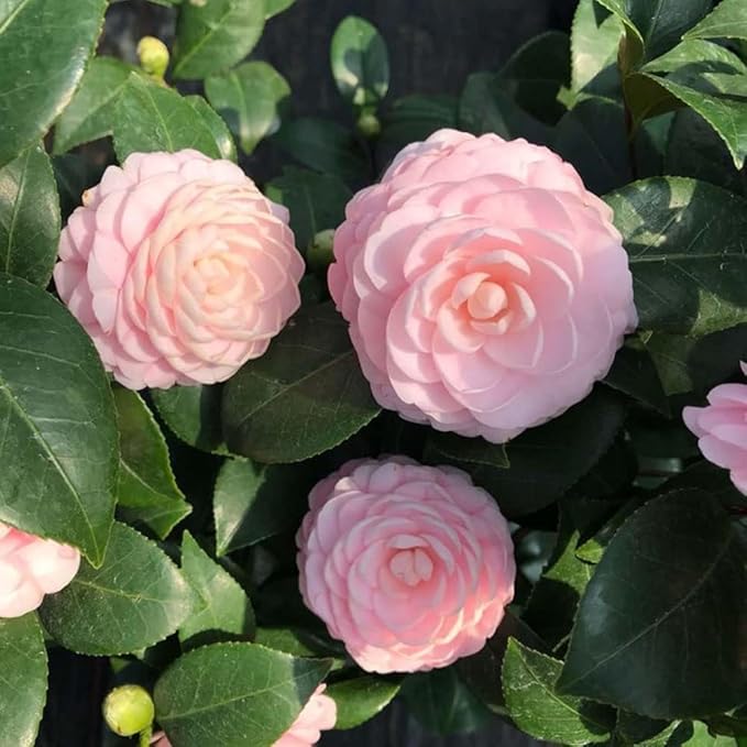 Pink Camellia flower seeds