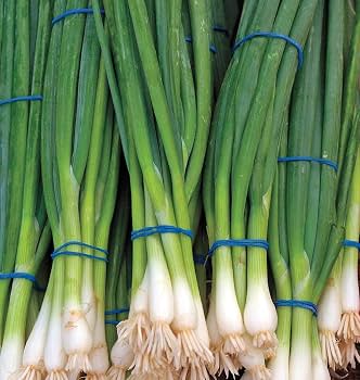 Welsh Onion Seeds for Planting – Bunching Green Onion Seeds for Home Vegetable Gardens