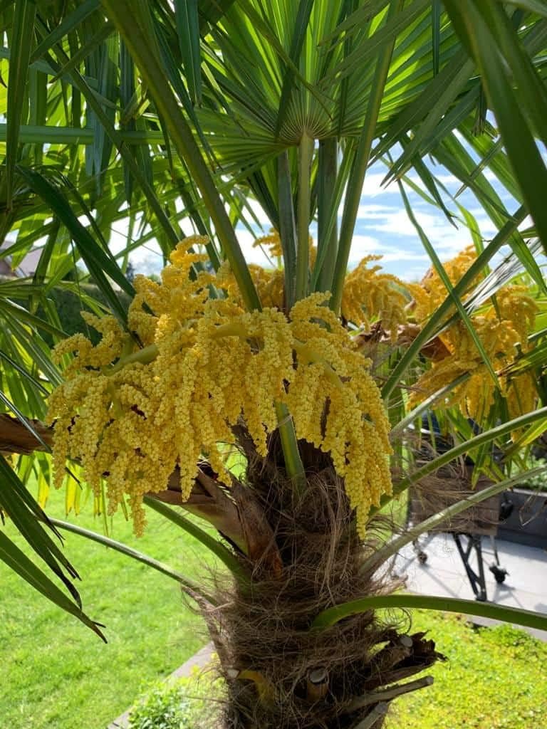 Trachycarpus flower seeds