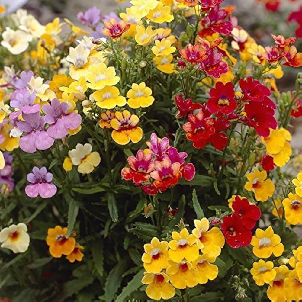 Nemesia Strumosa flower seeds