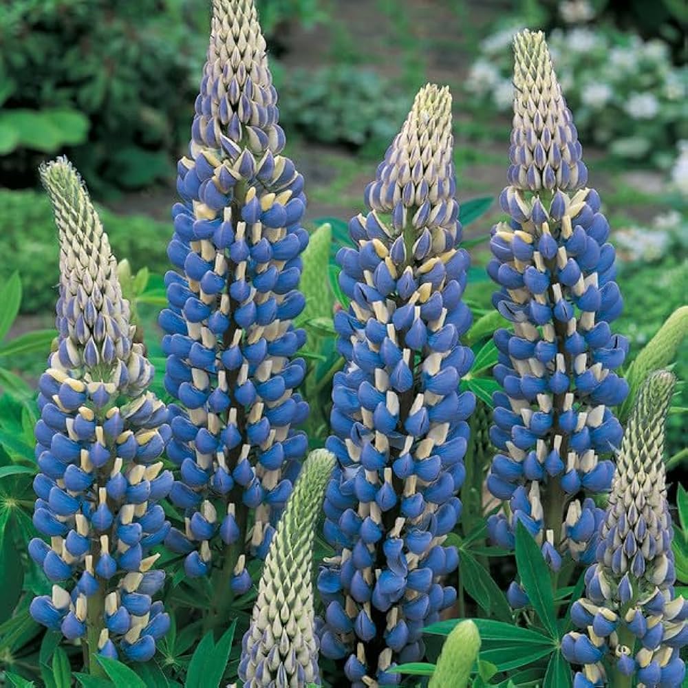 Sweet Blue flower seeds