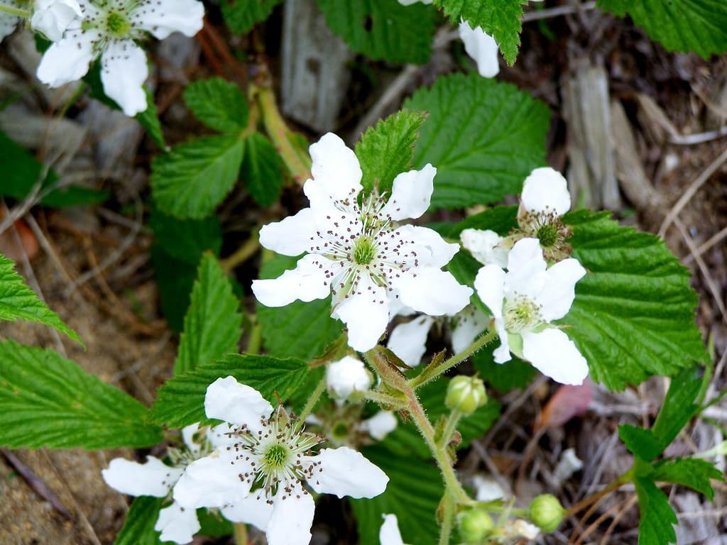 Rubus Cuneifolius flower seeds