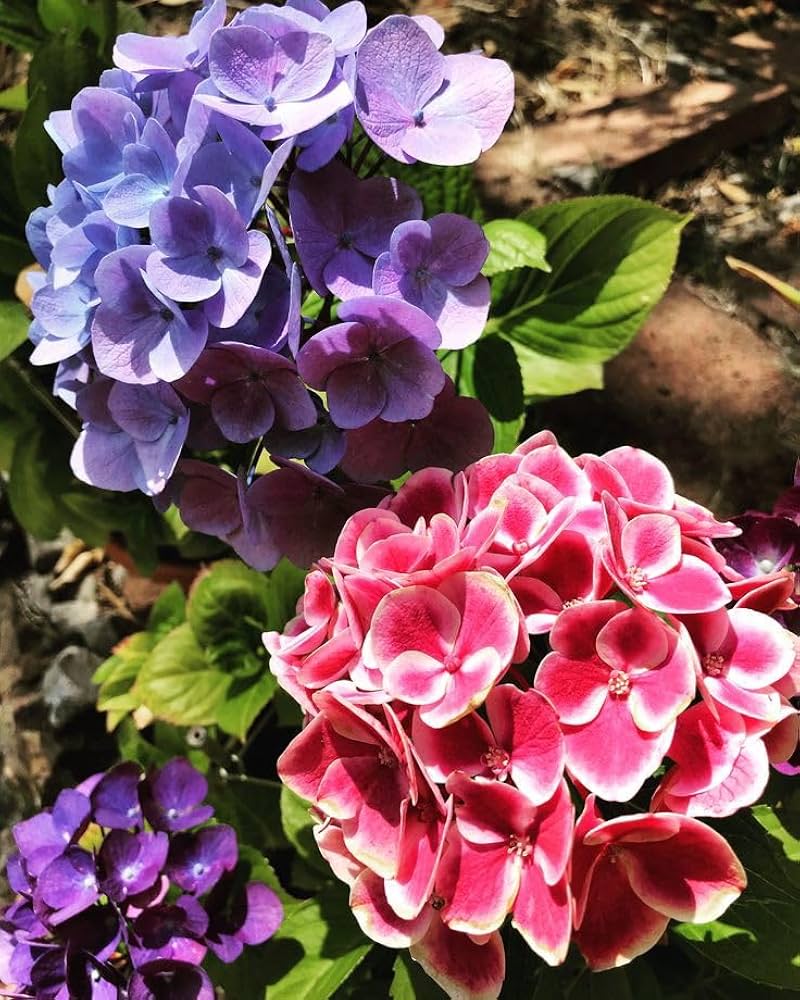 Hydrangea flower seeds