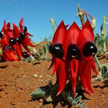 Swainsona flower seeds