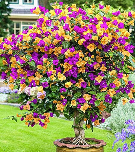 Bougainvillea Yellow flower seeds