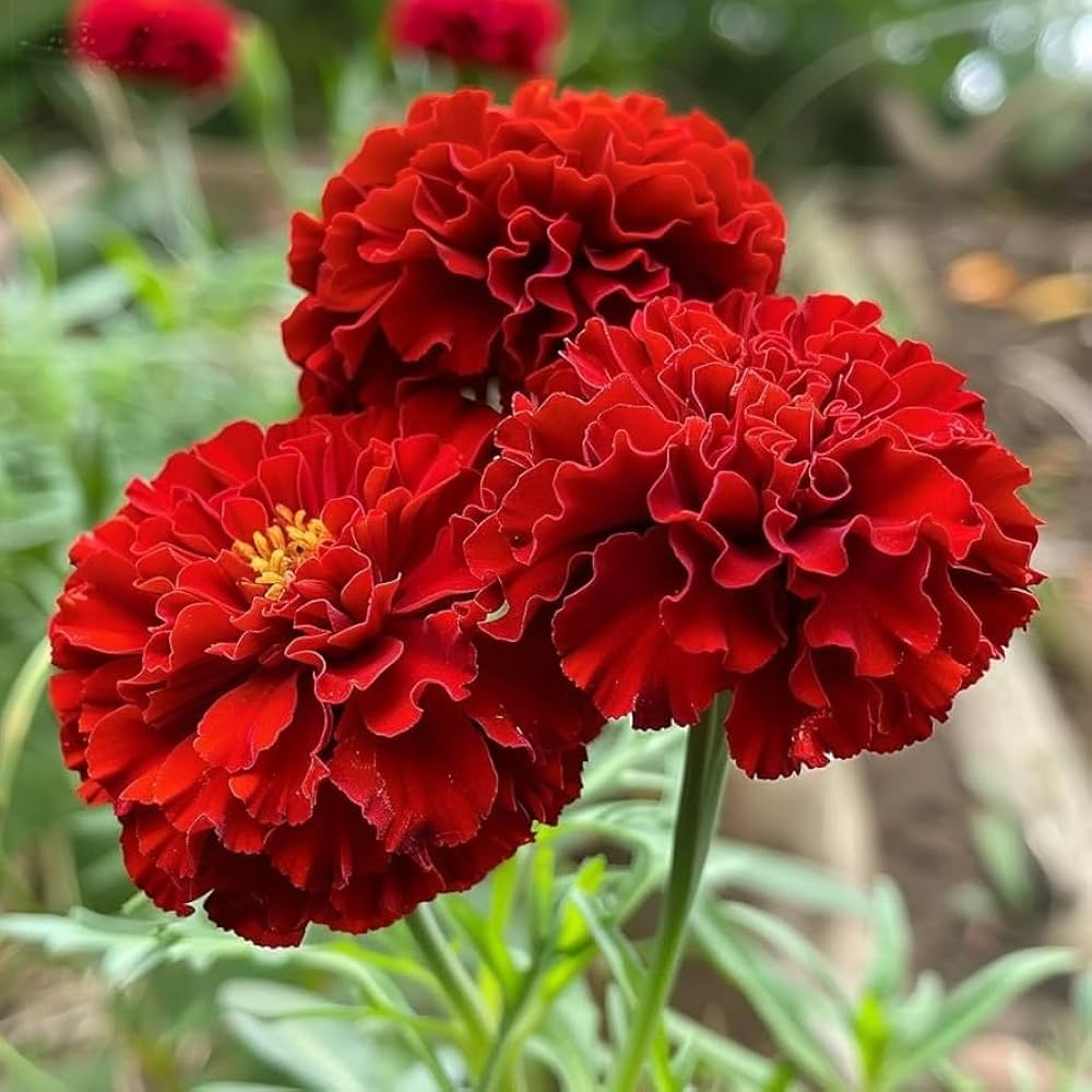 Red Marigold flower seeds