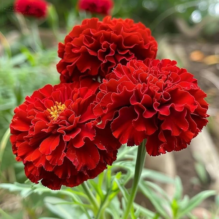 Red Marigold flower seeds