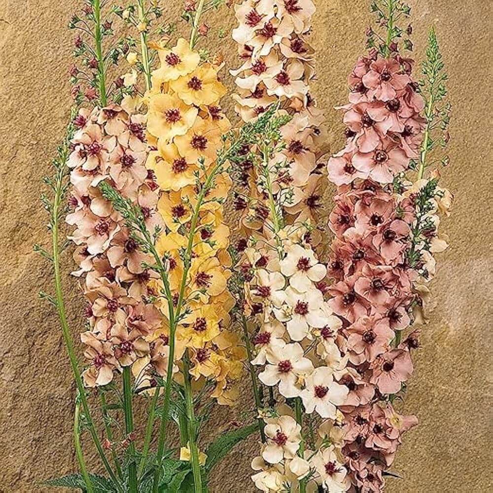 Antique Rose Verbascum plant