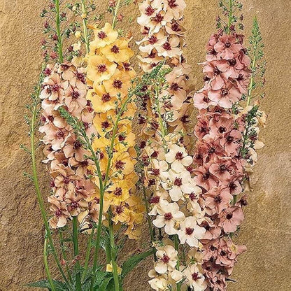 Antique Rose Verbascum plant