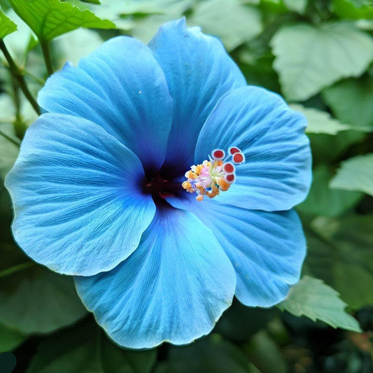 Blue White flower seeds