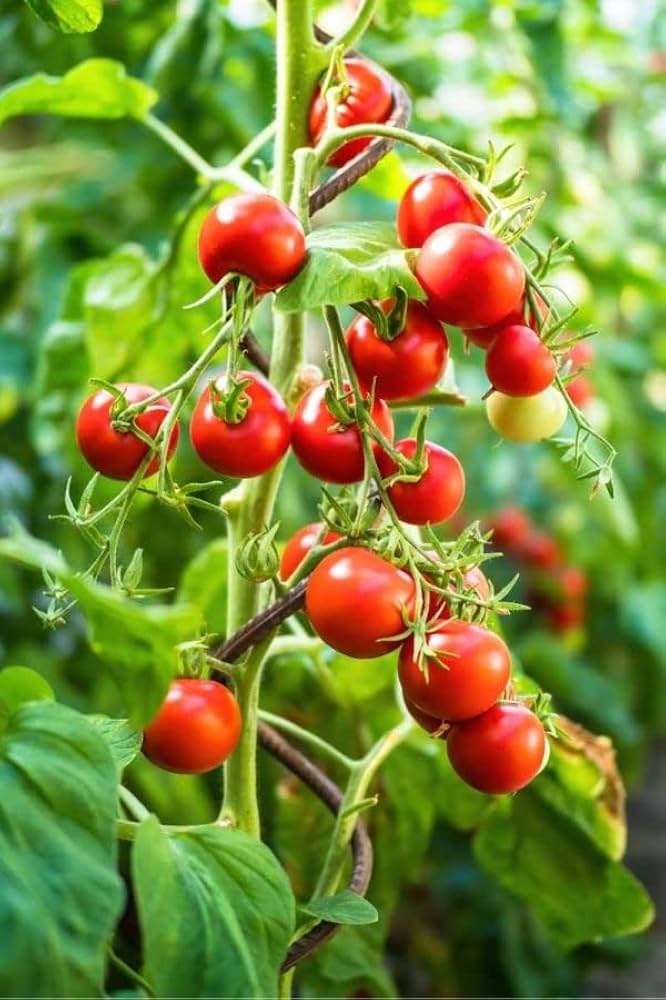 Solanum Trilobatum Herb Seeds for Planting – Heirloom Non-GMO Garden Seeds