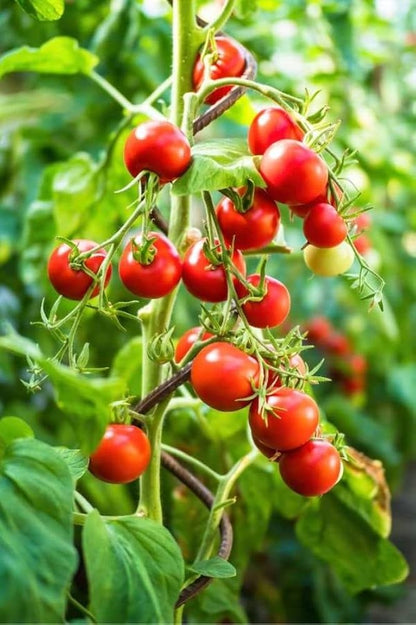 Solanum Trilobatum Herb Seeds for Planting – Heirloom Non-GMO Garden Seeds