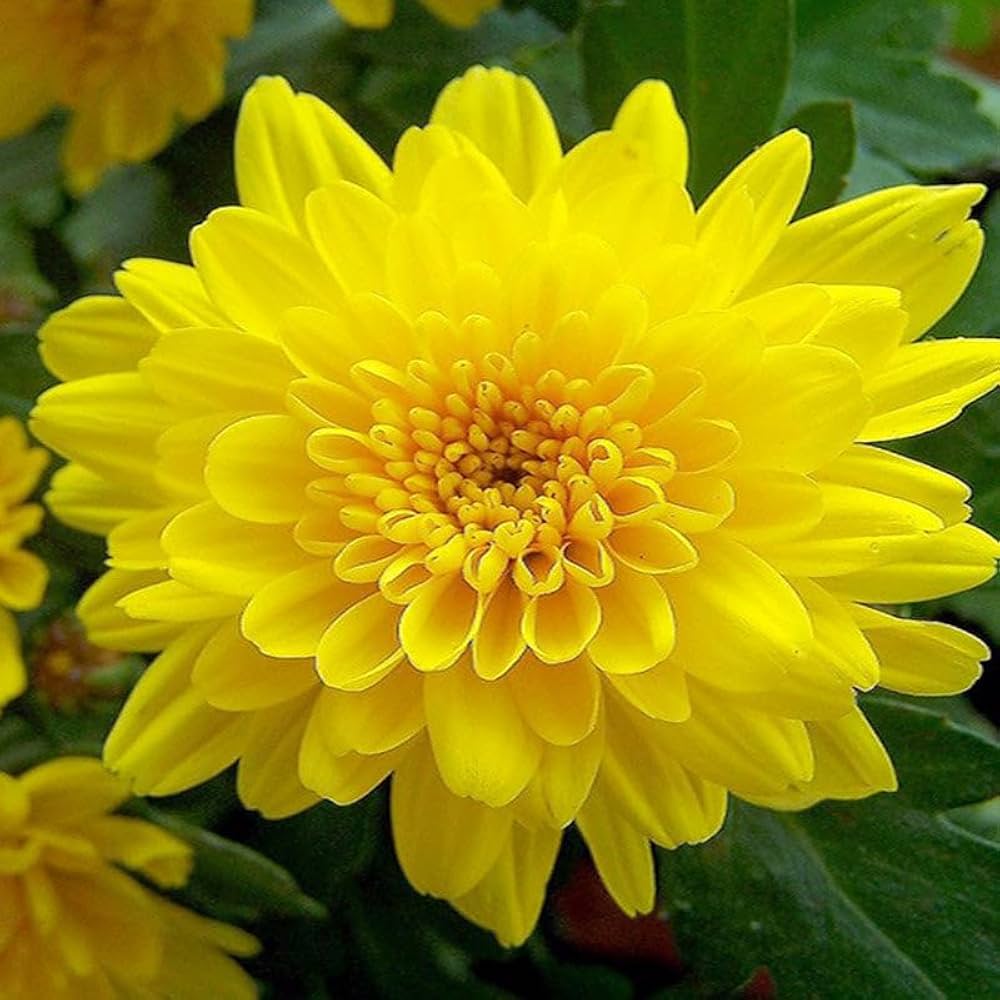 Sharklated Magic flower seeds