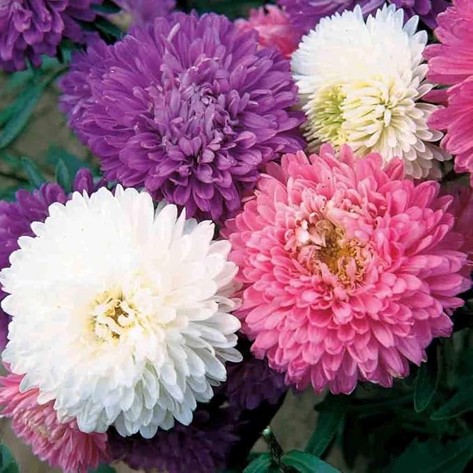 Aster flower seeds