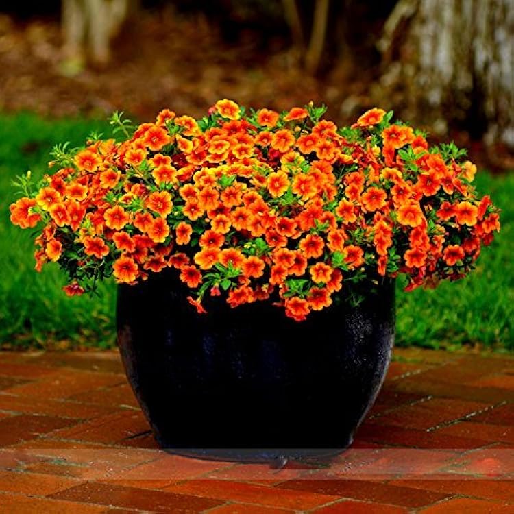 Orange Calibrachoa flower seeds