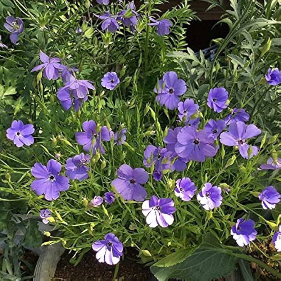 Blue Oculata flower seeds