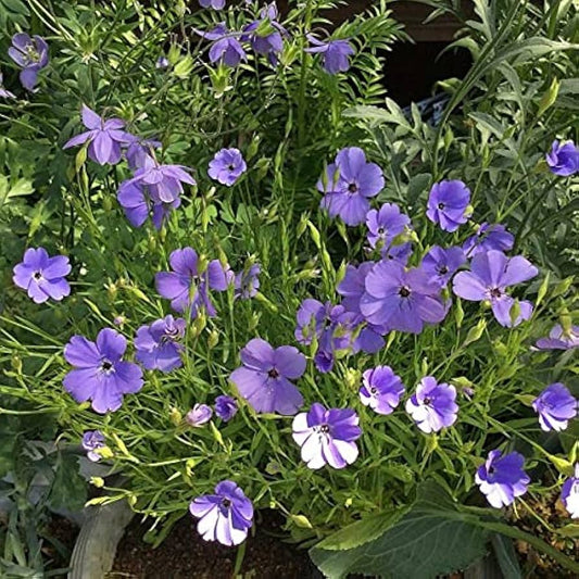 Blue Oculata flower seeds