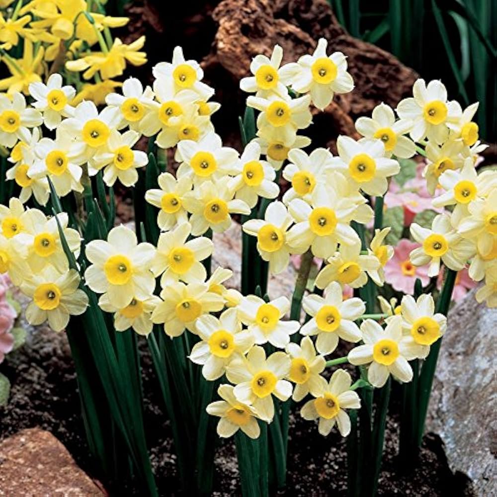 Narcissus Tazetta flower seeds